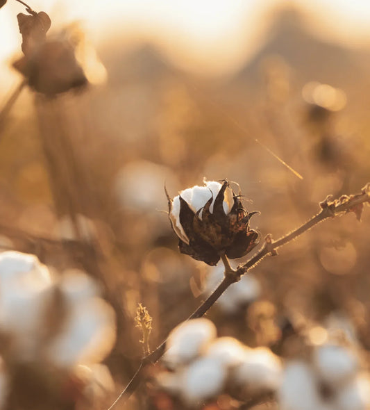 Exploring the world of organic cotton